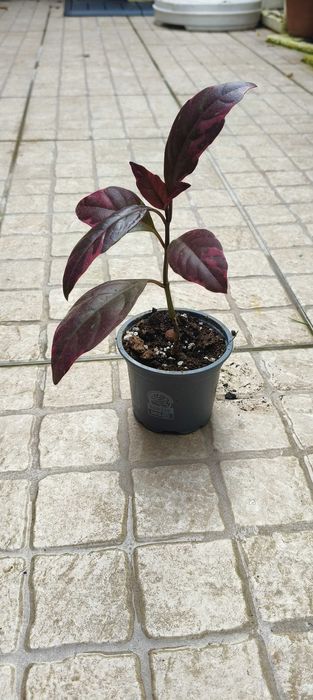 Planta Pseuderanthemum carruthersii