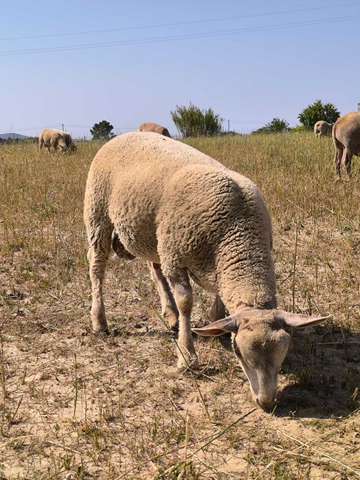 Borregos charroles*texel*merinos