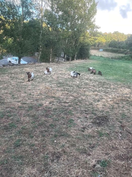 Vendo 4 cabras micro anas prenhas