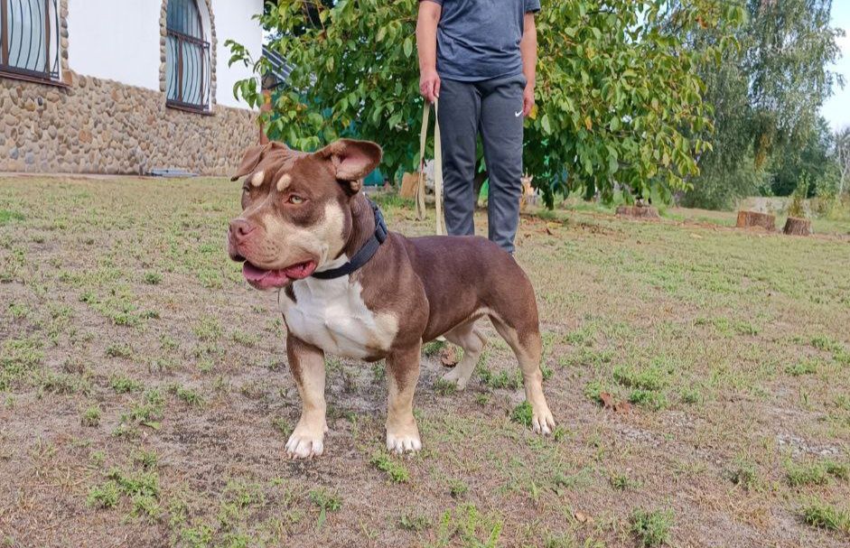 Американский буллі дівчинка