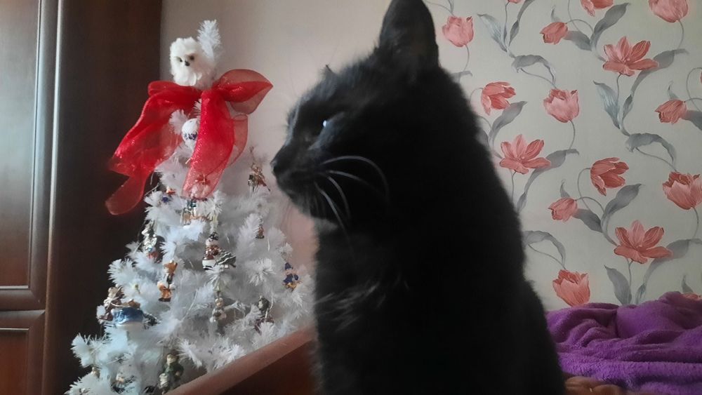 Киця безкоштовно в добрі руки