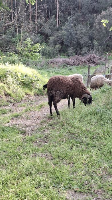 Carneiro com 2 anos e meio
