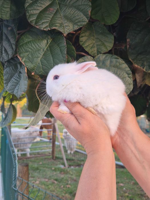 Coelhos Mini Holandês com Olhos Azuis