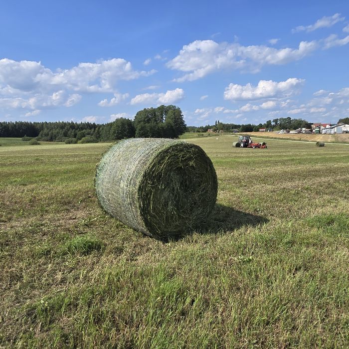 Sprzedam Bele lucerny w czystym siewie