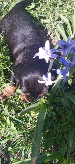 Бронювання таксиняти.