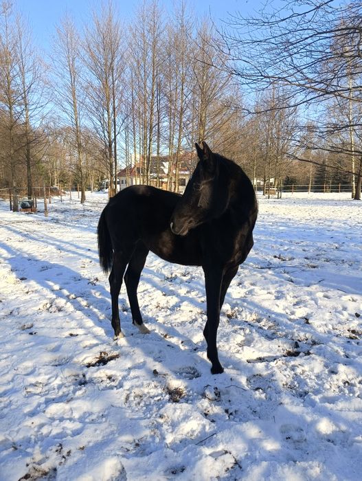 Sprzedam Ogierka skokowego po Cascado