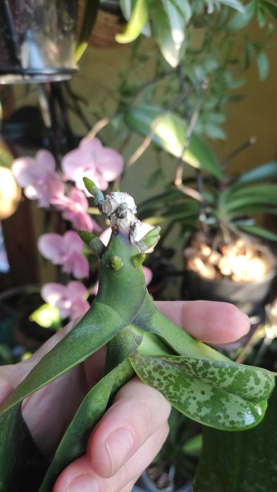 Орхідея фаленопсис Стюартіана Піко Чіп, Pico Chip