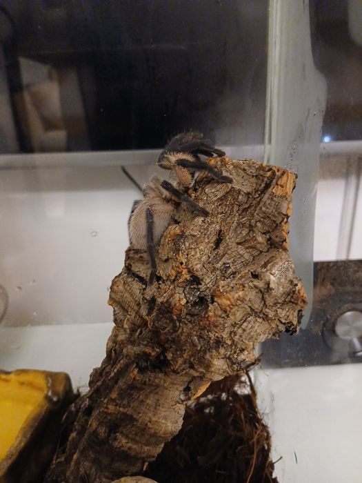 Sprzedam ptasznika wraz z terrarium