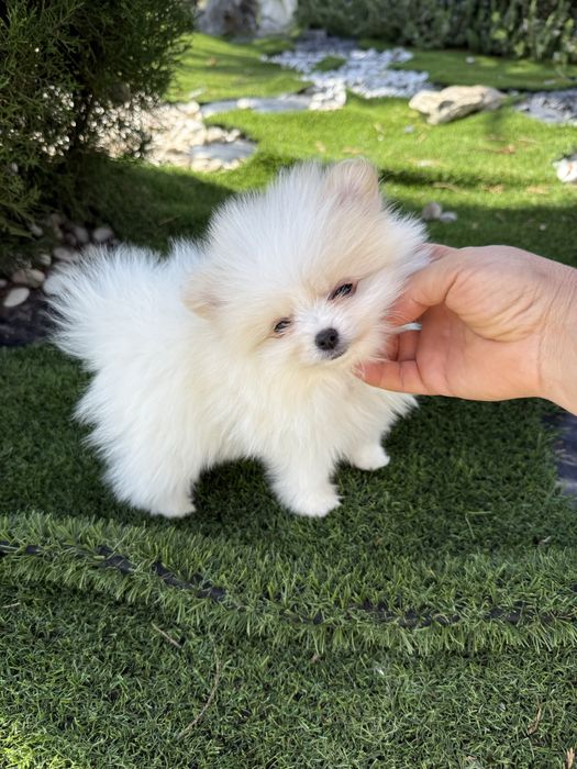 Spitz anão alemão lulu da poumorania menina mini