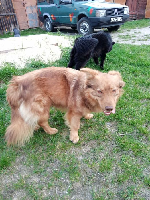 Собачки віддаються в добрі руки