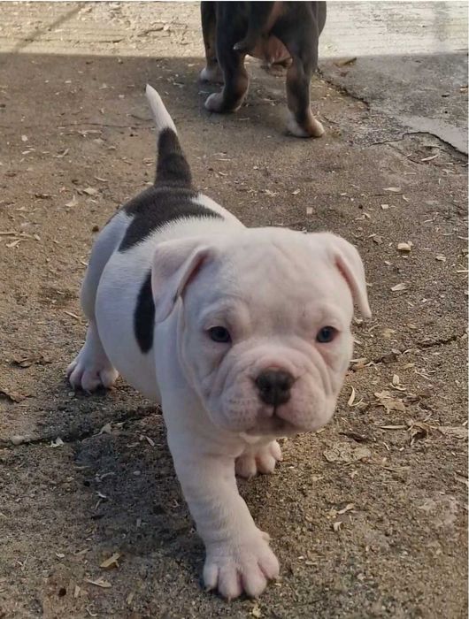 American Bully lindíssimo