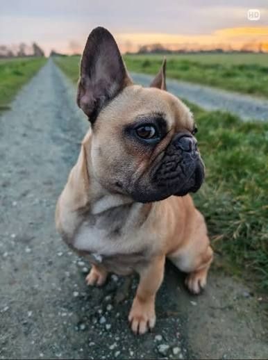 Boston Terrier e Bulldog Francês para adoção