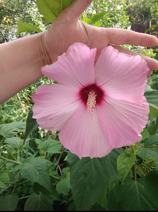 Гібіскус трав'яний