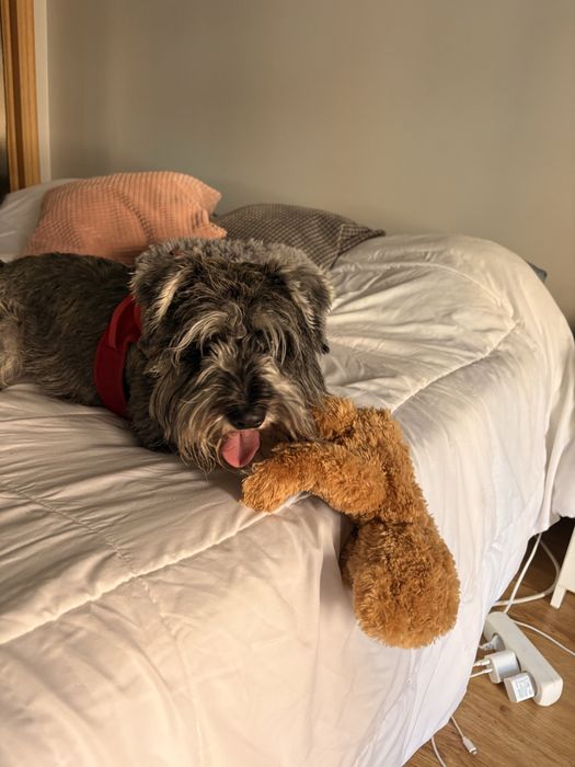 Petsitting e Estadia Familiar503917043662858243