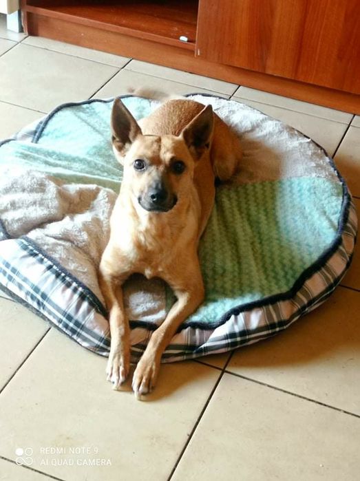 Mała sunia z charakterem szuka domku