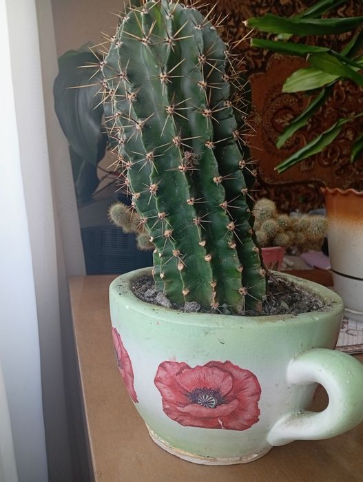 Вазони   Кактуси