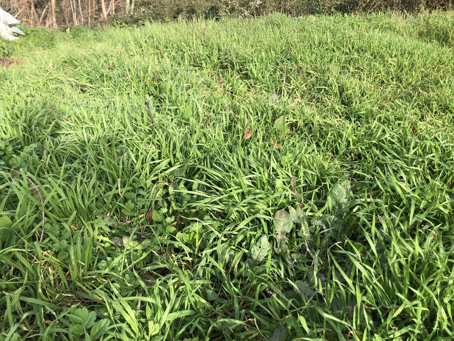 Faço pequenos serviços part time