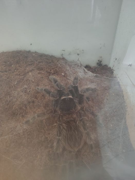 Lasiodora parachybana +terrarium