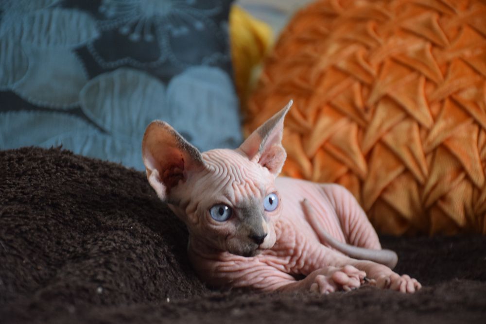 Lyborius Legacy - Canadian Sphynx