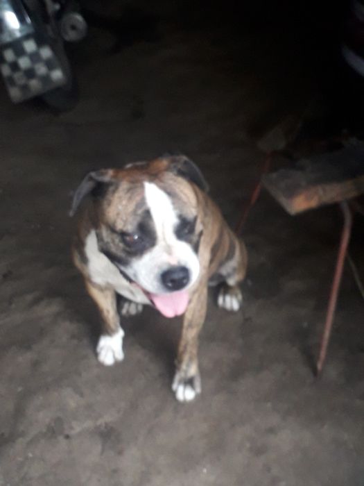 Амстафф (Вязка) кобель