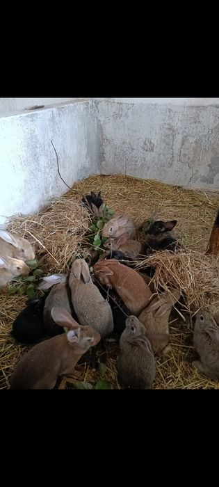 Coelhos para venda