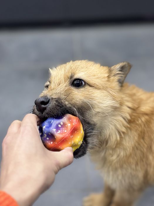 Цуценя хлопчик в добрі руки.