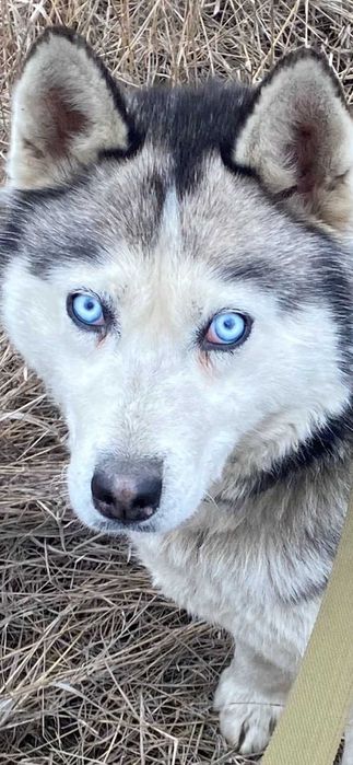 Хаски в добрые руки. 2 года, стерильна