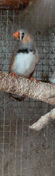 Periquitos e mandarins