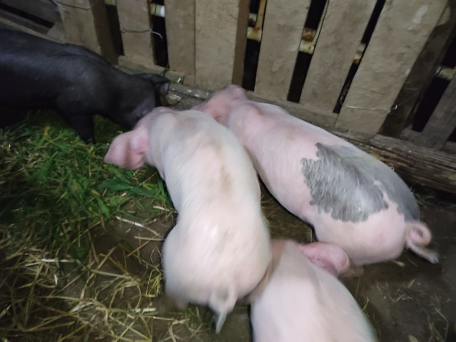 Porco bisaro com pietran