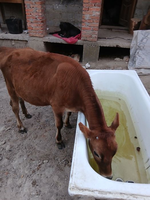 Продам телятко джерсей