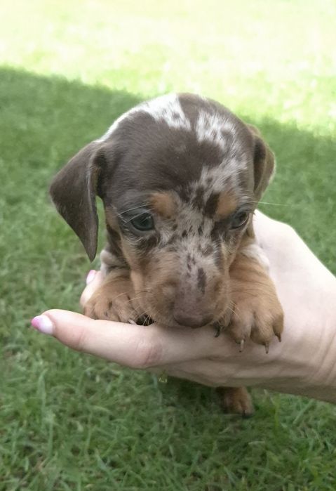 Jamnik standardowy krótkowłosy suczka red merle