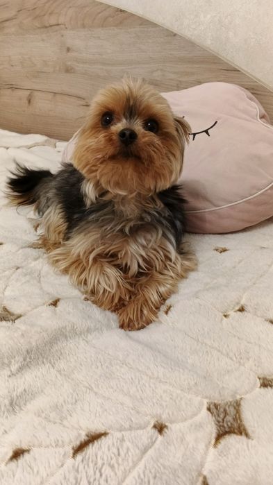 Вязка йоркширский терьер мини