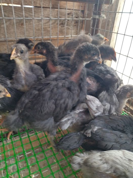 Курчата підрощені м'ясо яєчні , ДЖЕРСИ''.