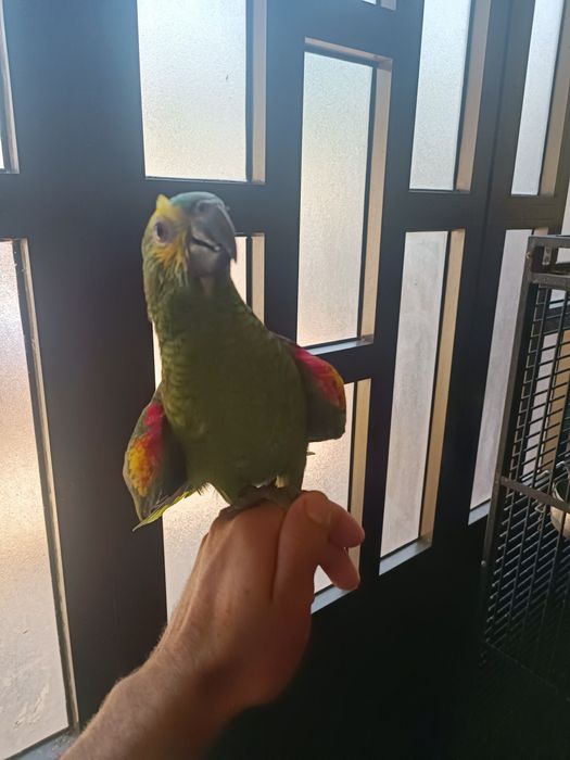 Papagaios Amazonas Aestivas