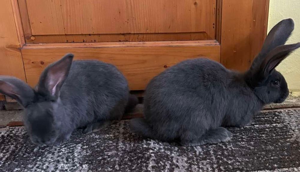 Продам Бельгійський велікан голубого окрасу