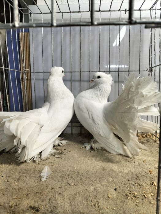 Gołębie ozdobne,pawiki indyjski.