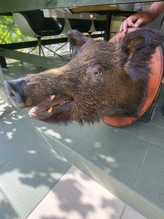 Sprzedam spreparowany korpus  dzika