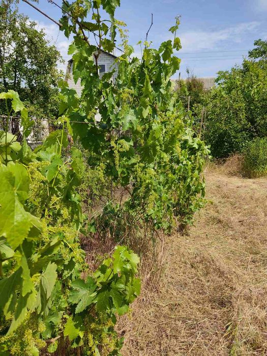 Дача "Фотон", село Лозівок: 115 000 грн. - Продаж будинків Лозівок на Olx