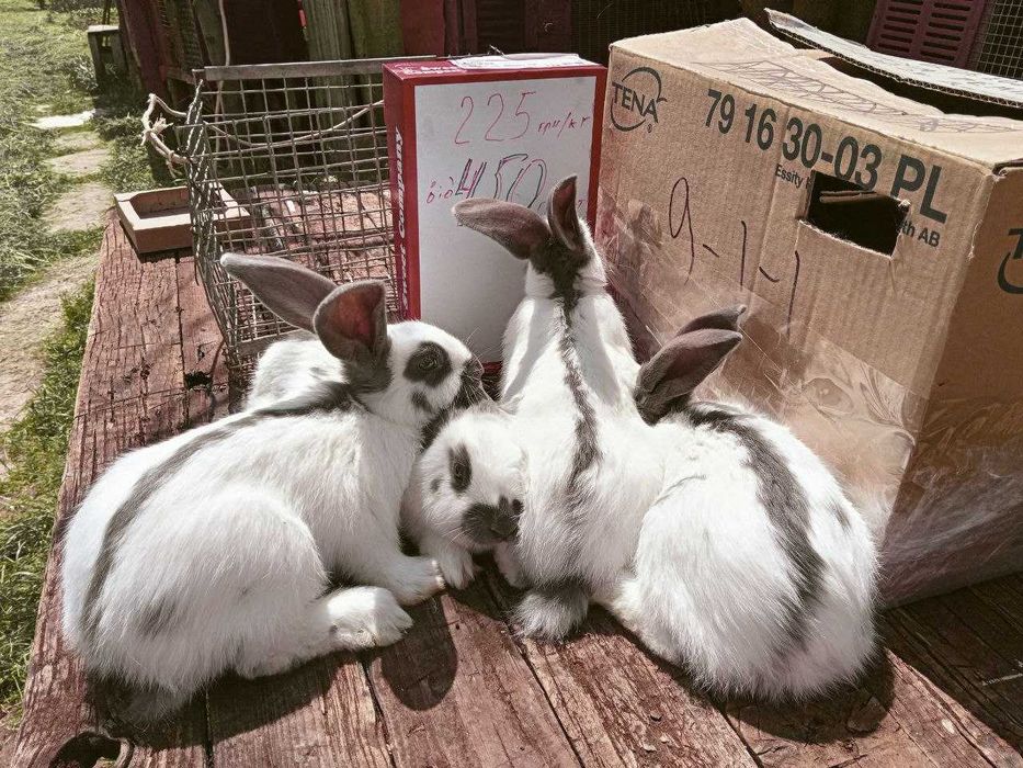 кролики строкач від 400 грн/шт