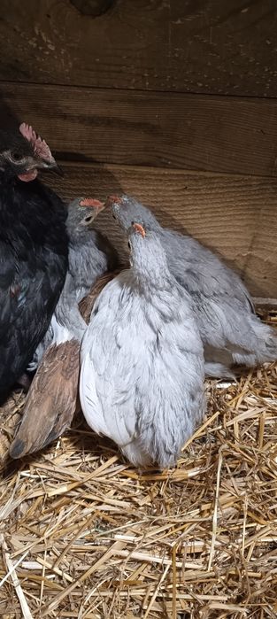 Kochin karzełek i mixy