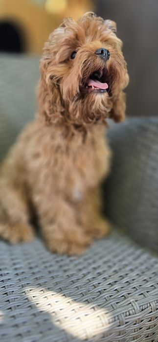 Cavapoo / chłopczyk