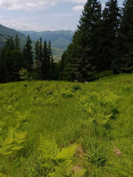 1,1679 га | Верховина | Повна приватність | Під забудову