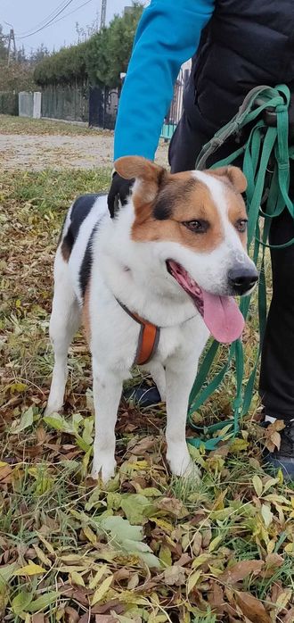 Laki,duży cudowny pies