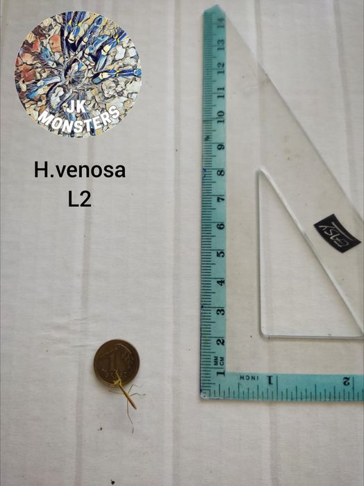 Modliszka Hierodula venosa gold +gratisy