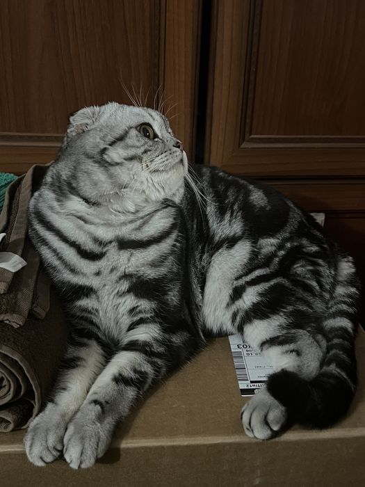 Шотландський  висловухий кіт вʼязка