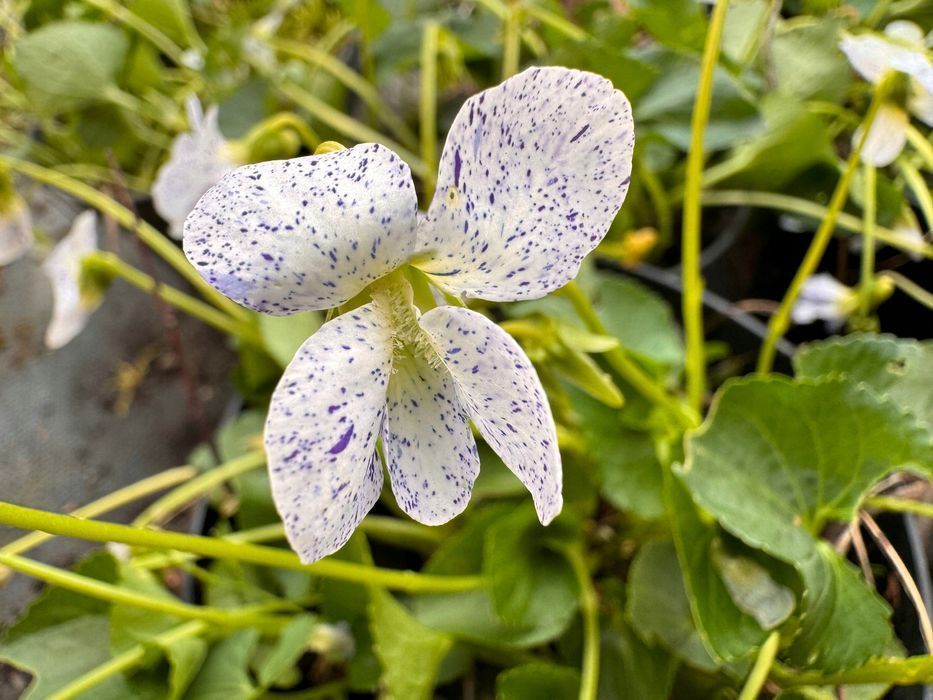 Fiołek motylkowaty 'Freckles' (Viola sororia) Doniczka 1.0L