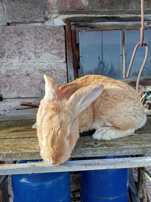 Młode króliki na sprzedaż