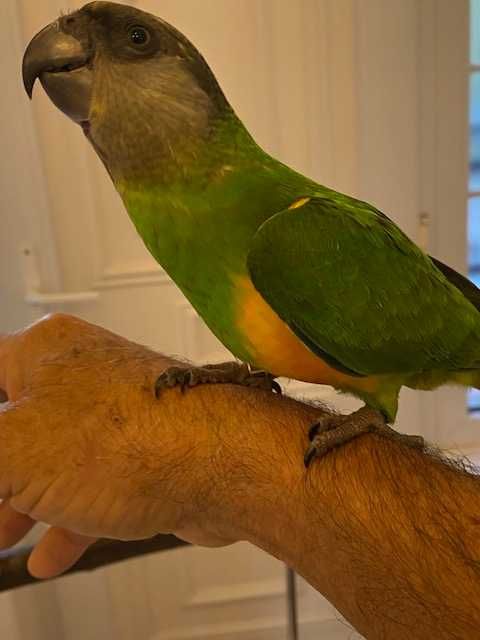 Papagaios do Senegal