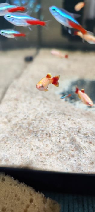 Kardynałek złoty Gold