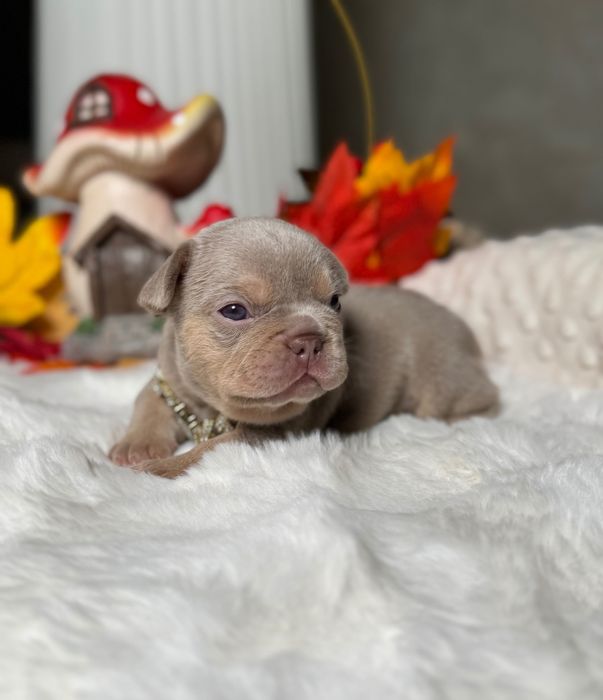 Французький бульдог хлопчик ТОП